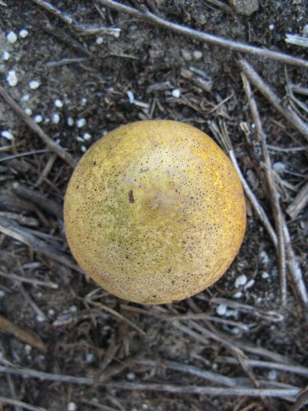            Fruit (Winter Haven, FL)   